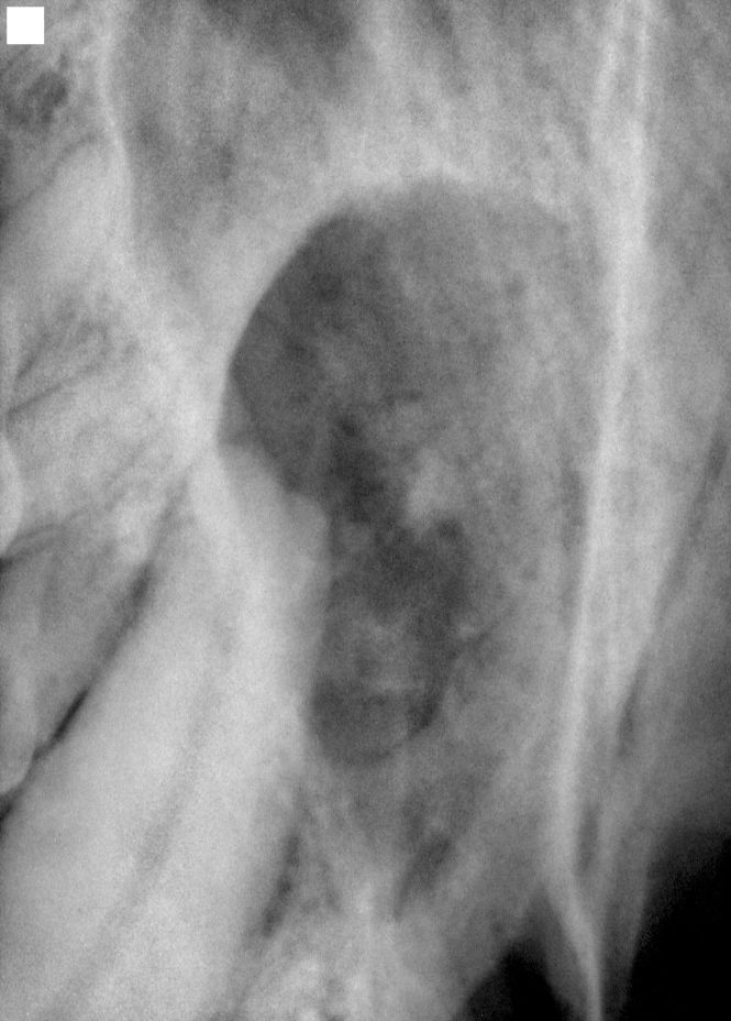Oral Neoplasia In Dog and Cats
